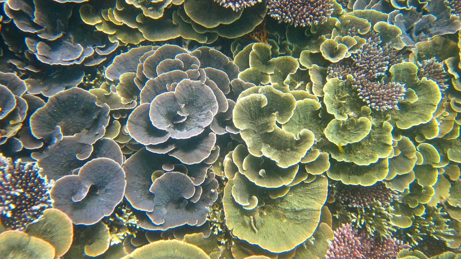 Bouquet de corail