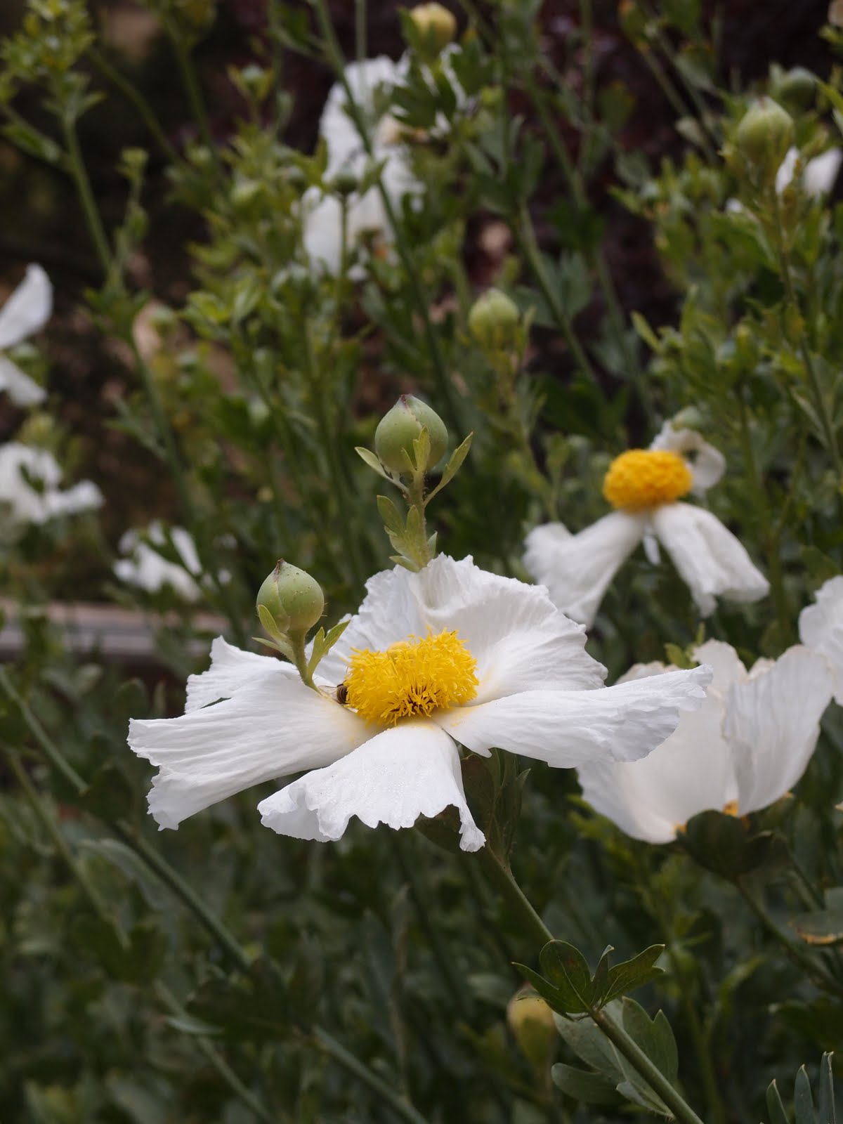 Matilija Poppy LA DOLCE VITA CALIFORNIA