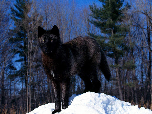 Black Wolf in Snow Wallpaper hd