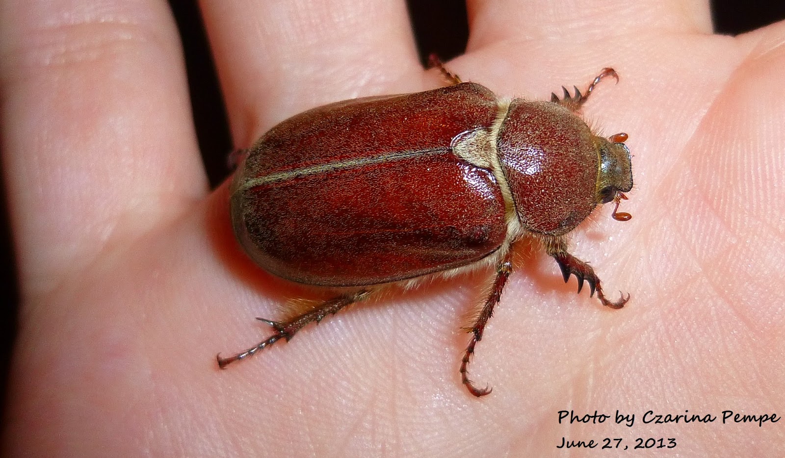 The Adventures of Captain Z Adventuring in California Meeting the