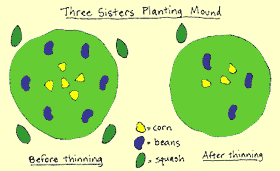Southern California Garden Guide - Basic Gardening: How To Grow Corn