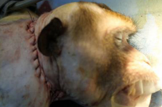 Head transplant carried out on monkey, claims maverick surgeon