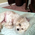 #TooCuteThursday Truman