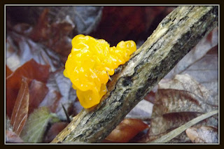 how-to-treat-yellow-fungus-on-bearded-dragon-3.jpg