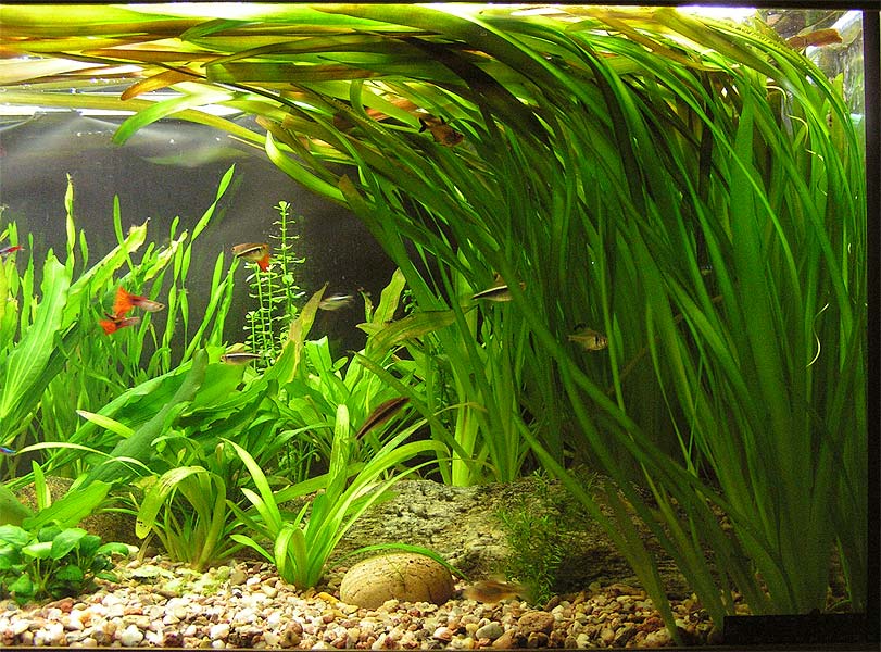 aquaplantarium Vallisneria sp. si rumput belut