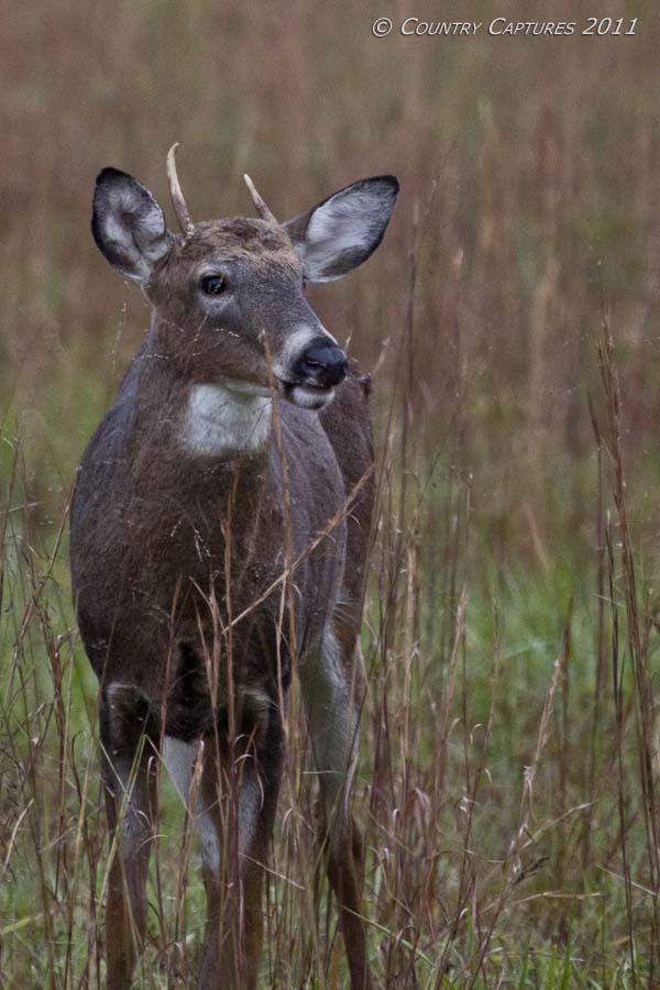 Country Captures Pennsylvania Antler Restrictions My Opinion