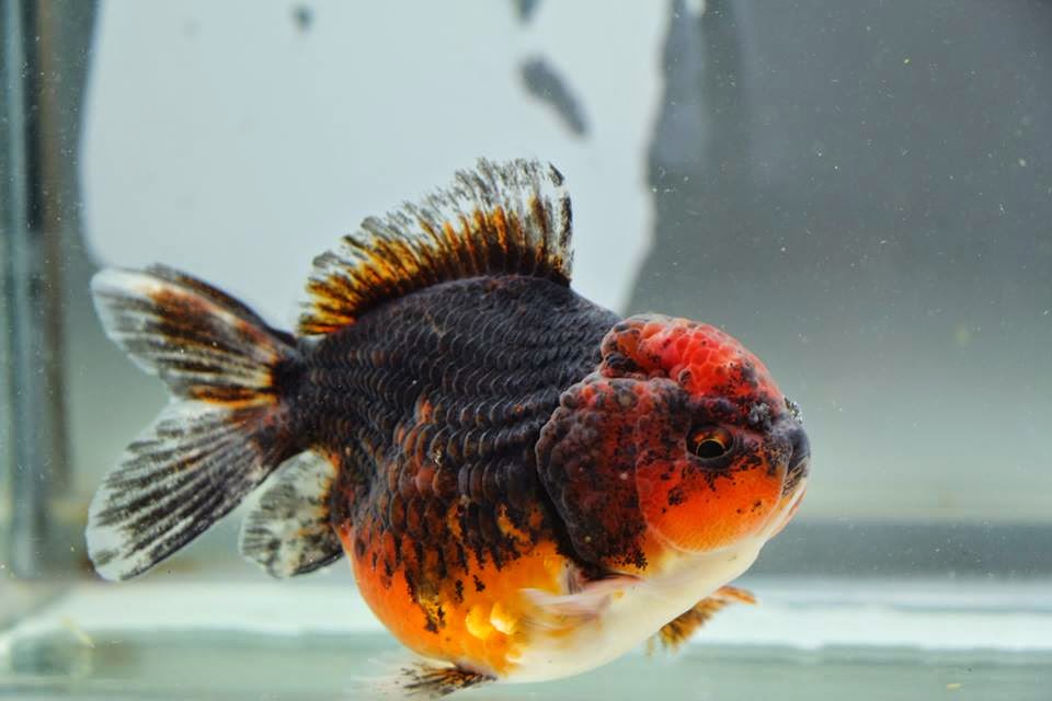 Japanese goldfish, Aquarium fish, Goldfish
