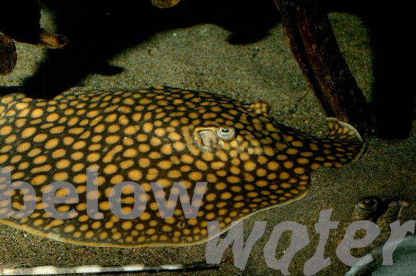 Cichla Piquiti