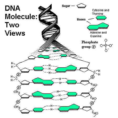 Pengertian Dan Fungsi DNA