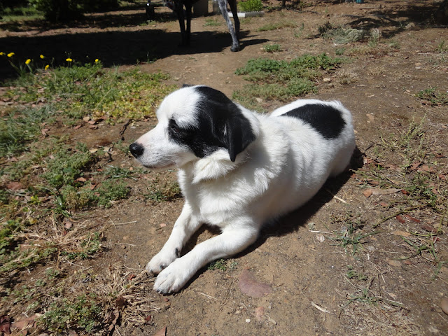 PERRO TOMANDO EL SOL