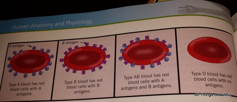 All Things Beautiful: Blood Typing Activity for Elementary and Middle