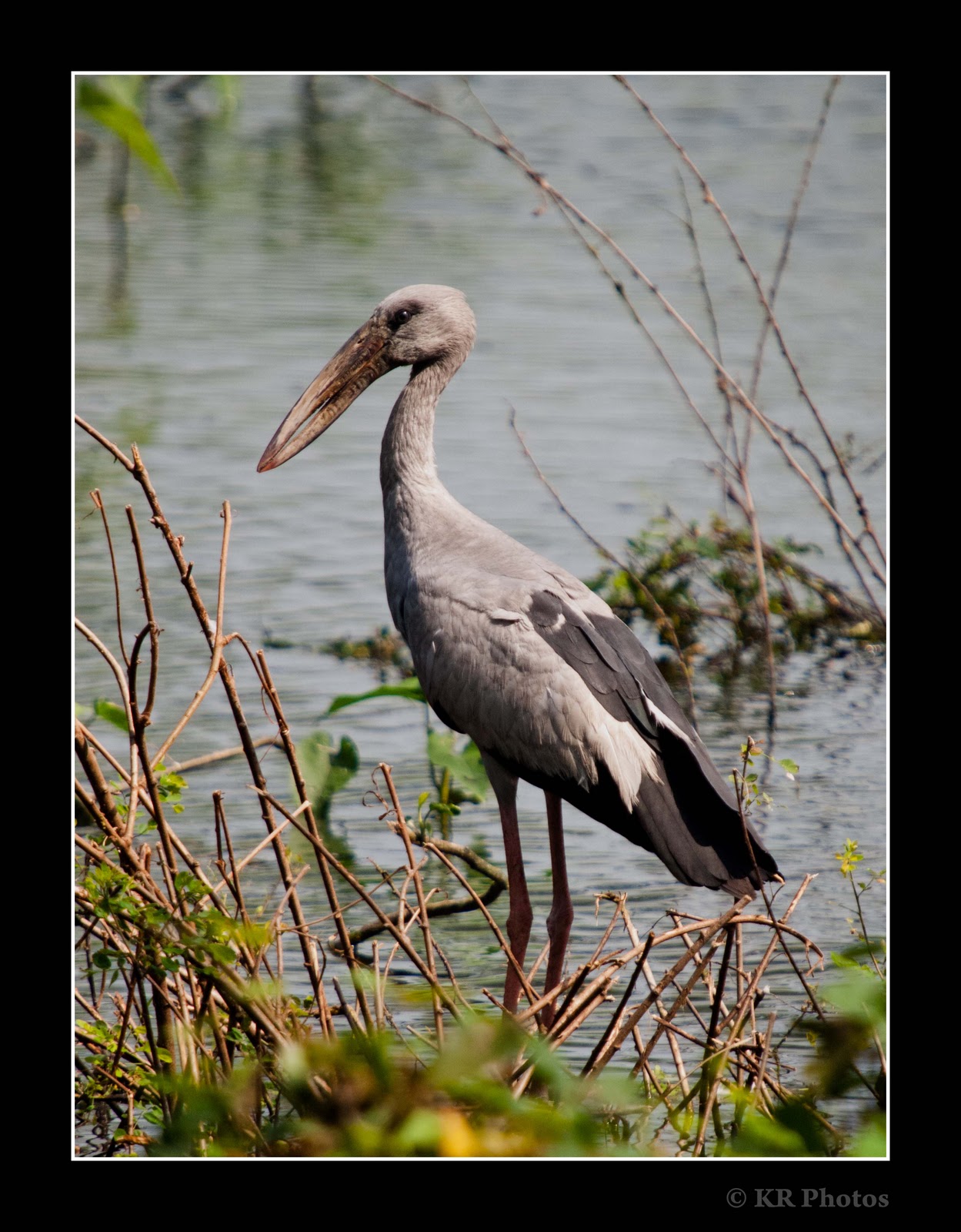 openbill stork