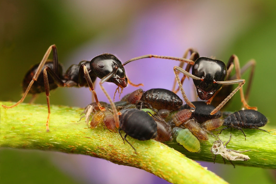 Beautiful Wallpapers for Desktop: Ant HD Wallpapers