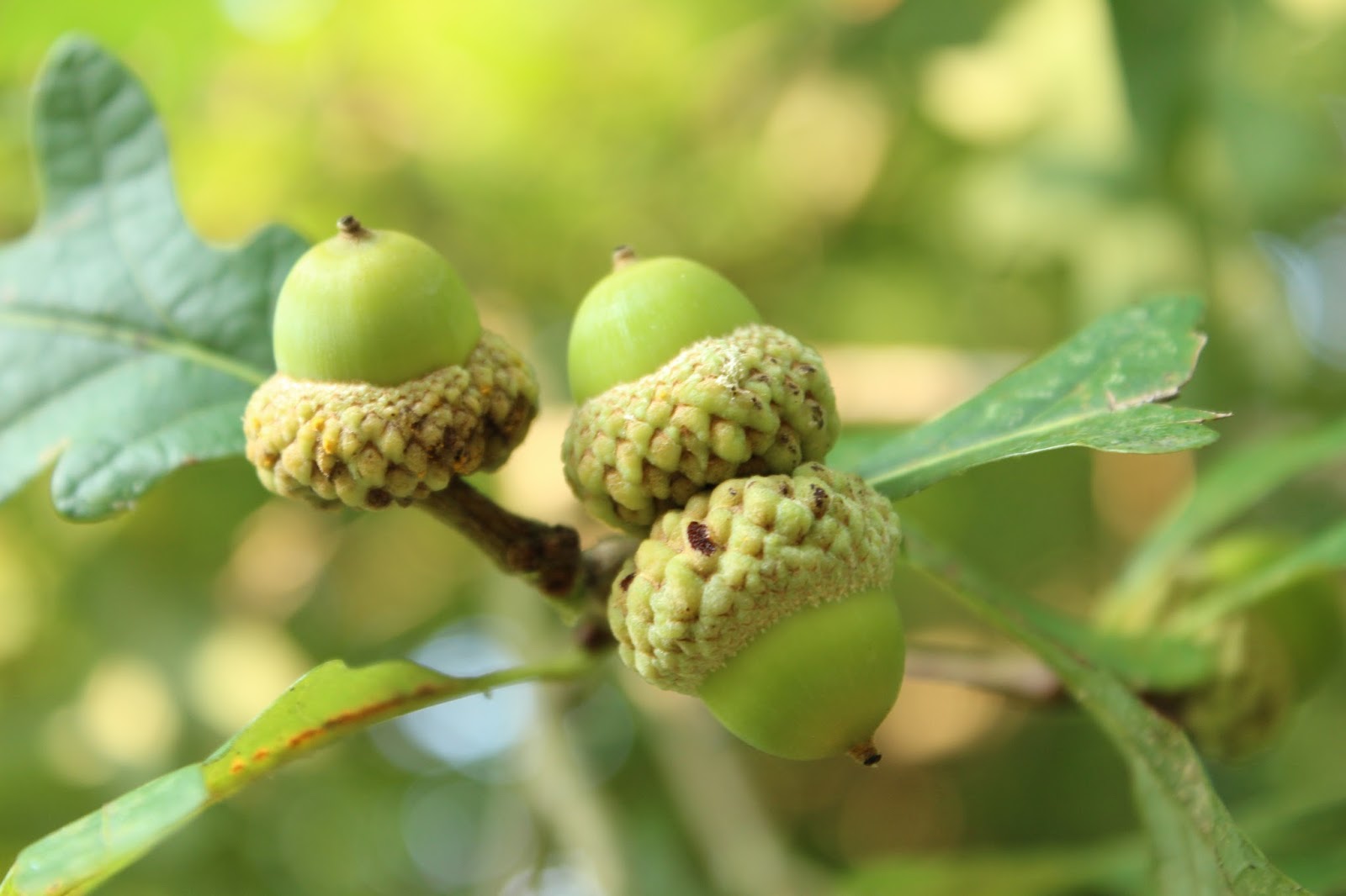 At the Butterfly Ball Mushrooms and Acorns