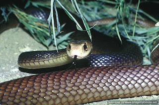 Pictures Of Snakes
