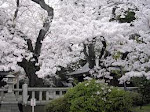 The White Sakura looks like snow fall on da tree...:)