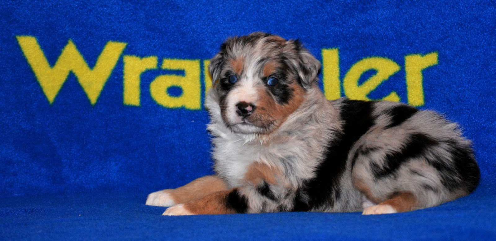 australian shepherd 4 weeks wranglin aussies ryder u0026 roper u0027s litter october 2015 australian australian shepherd 4 weeks wranglin aussies ryder u0026 roper u0027s litter october 2015 australian