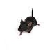 Bug elimination Ways to get Gone Rodents