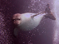 Monk seals - Waikiki diving