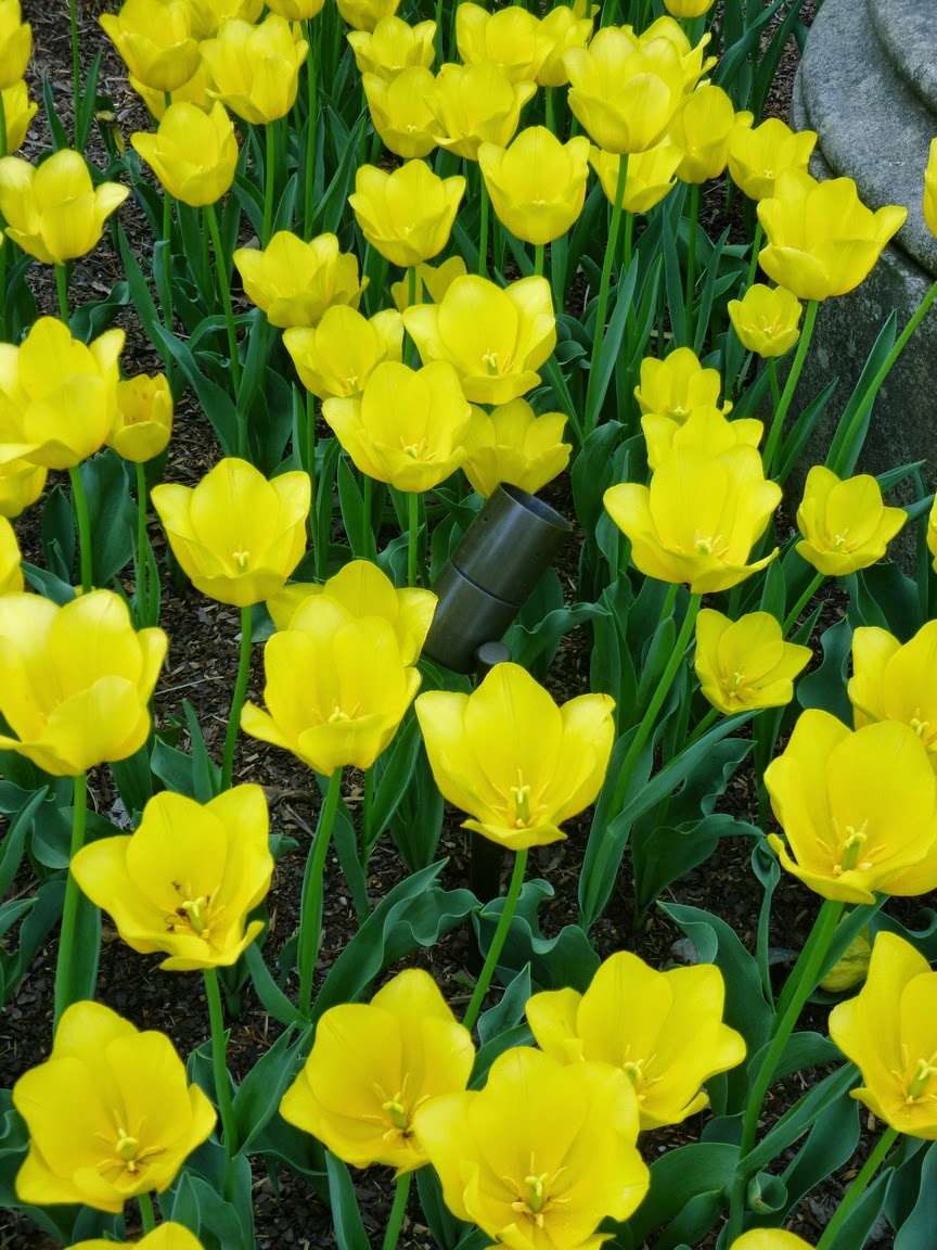 A patch of cheerful yellow tulips