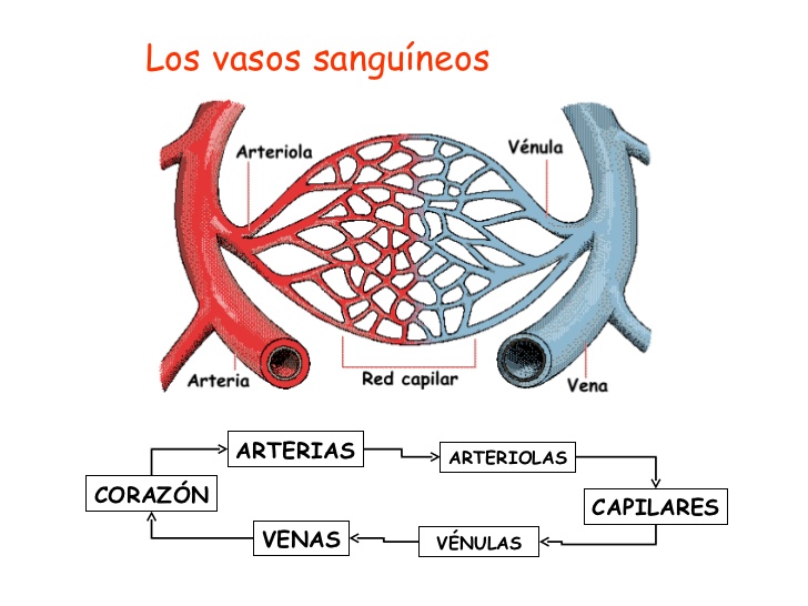 Vasos Sanguíneos