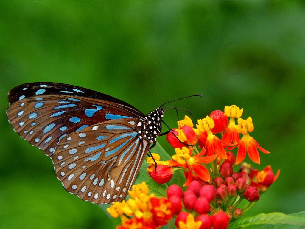 Download pictures of flowers and butterflies free