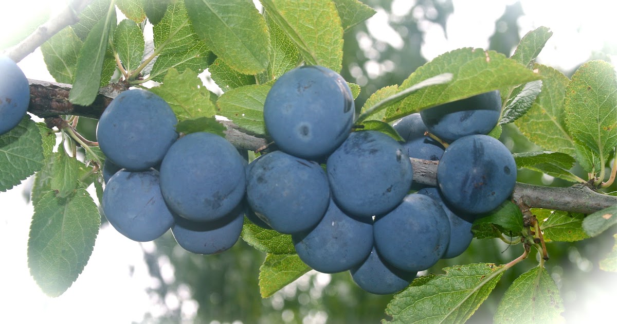 Vegan Recipes Plum Paste