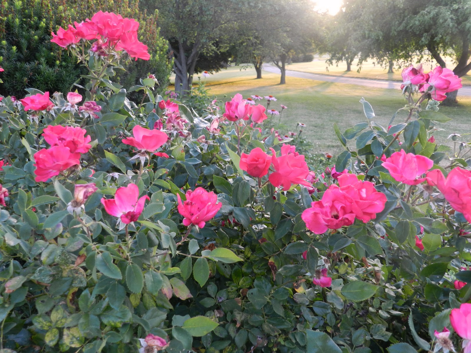 Prairie Rose's Garden June 2012