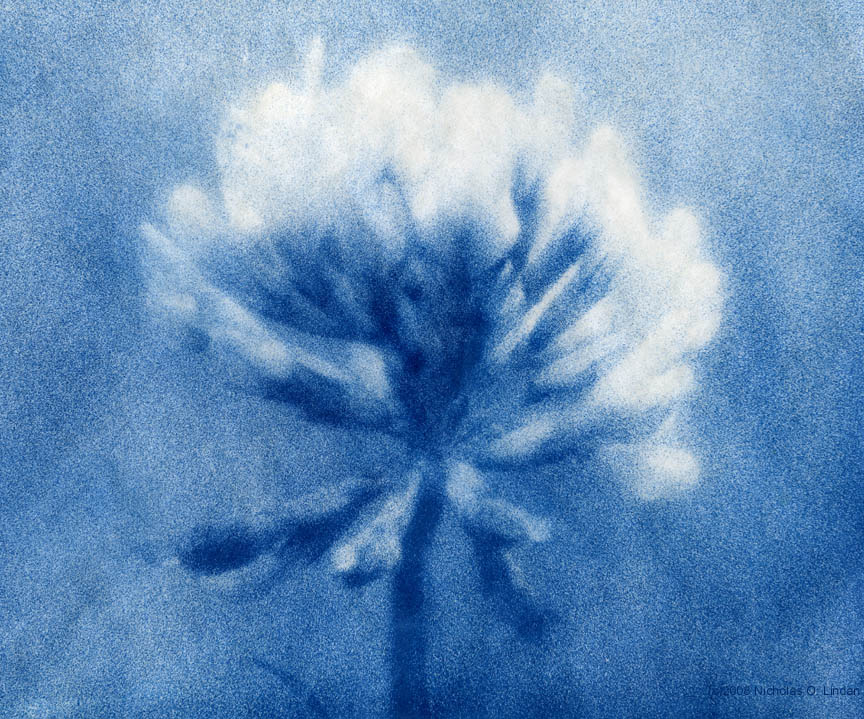 josie cosgrove research development cyanotypes josie cosgrove research development cyanotypes
