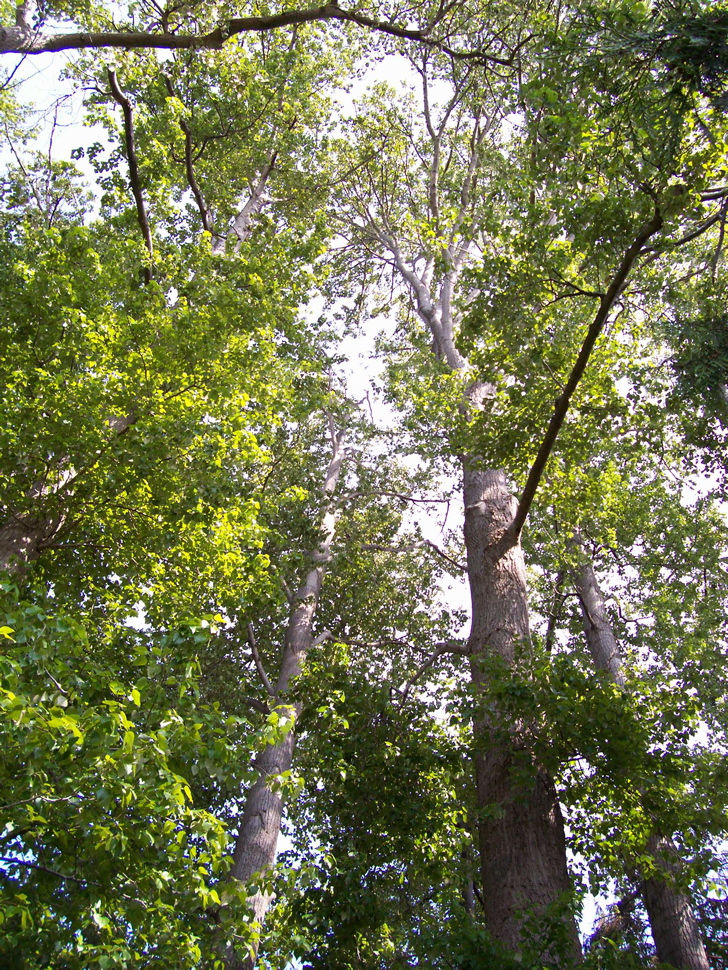 Vancouver Island Big Trees Beacon Hill Park Black Cottonwood Grove