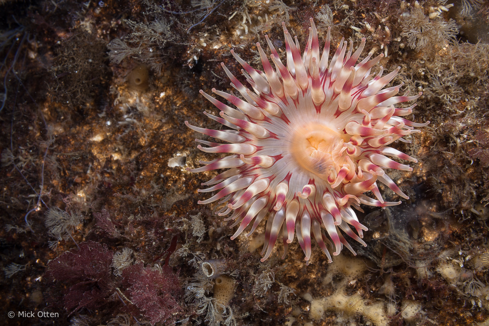 Mick's marine biology: Colourful sea anemones and other extraordinary  Cnidaria of Vancouver Island