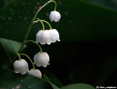 lacramioare Convallaria majalis Lili of the Valley Muguet de mai Mughetto Müge Gyöngyvirág