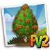 Lacebark Pine Tree ( elder, heirloom, tree )