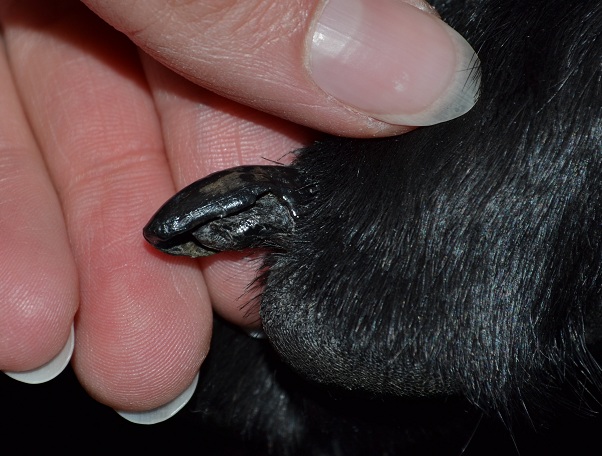 Hunden Neo och sjukdomen SLO augusti 2012