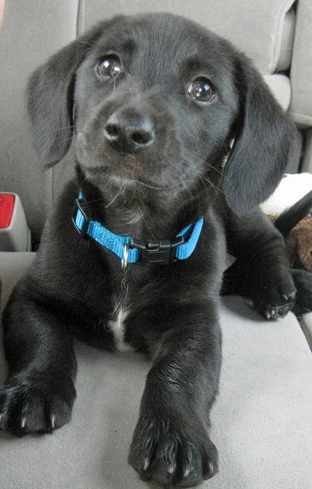 dachshund lab mix puppies dachshund labrador mix for sale myideasbedroom dachshund lab mix puppies dachshund labrador mix for sale myideasbedroom