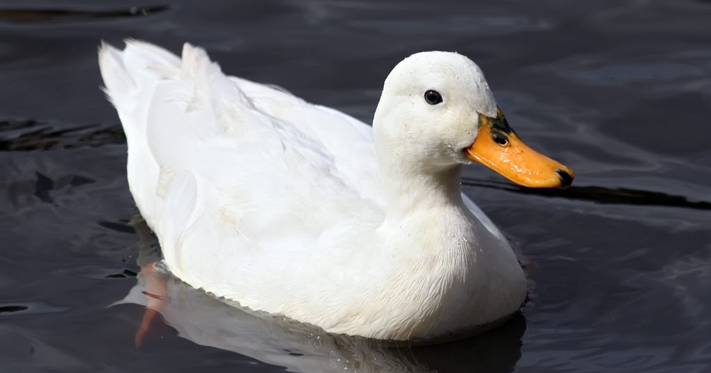 Cob�s Blog Be Kind to Your WebFooted Friends