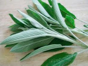 Sage Leaves