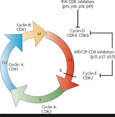 G1 (Restriction) Checkpoint Biology Diagrams