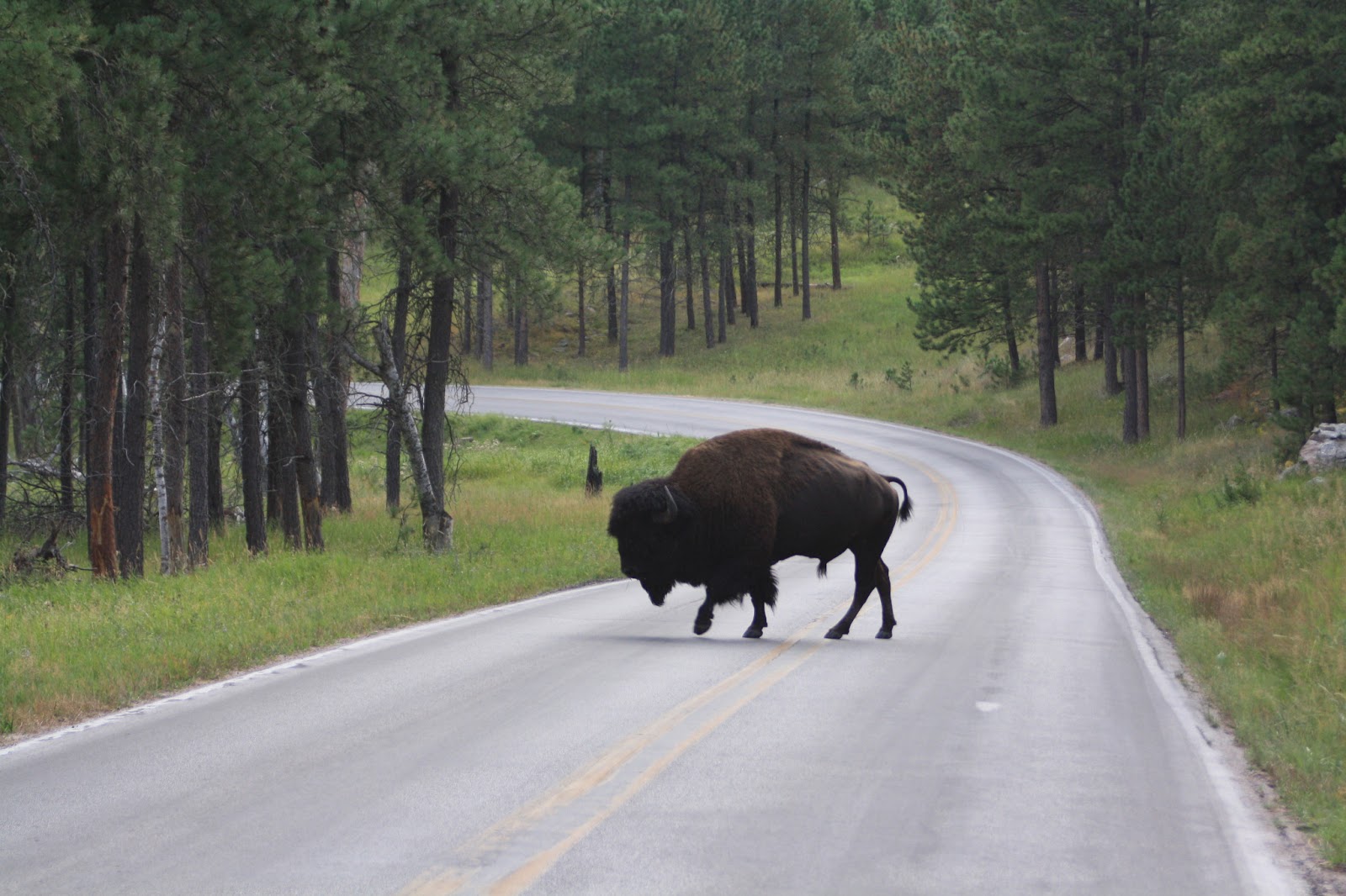 Nomadic Newfies Custer State Park Bison Bonanza, 2009