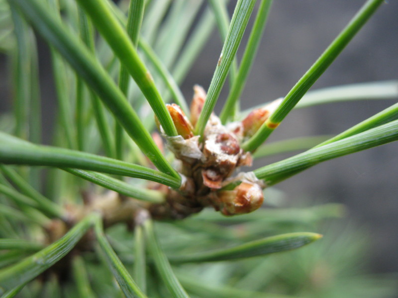 Taille des pousses de l'année des pins sylvestres