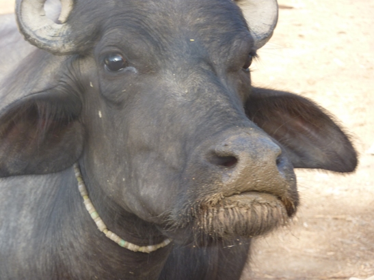banni buffalo