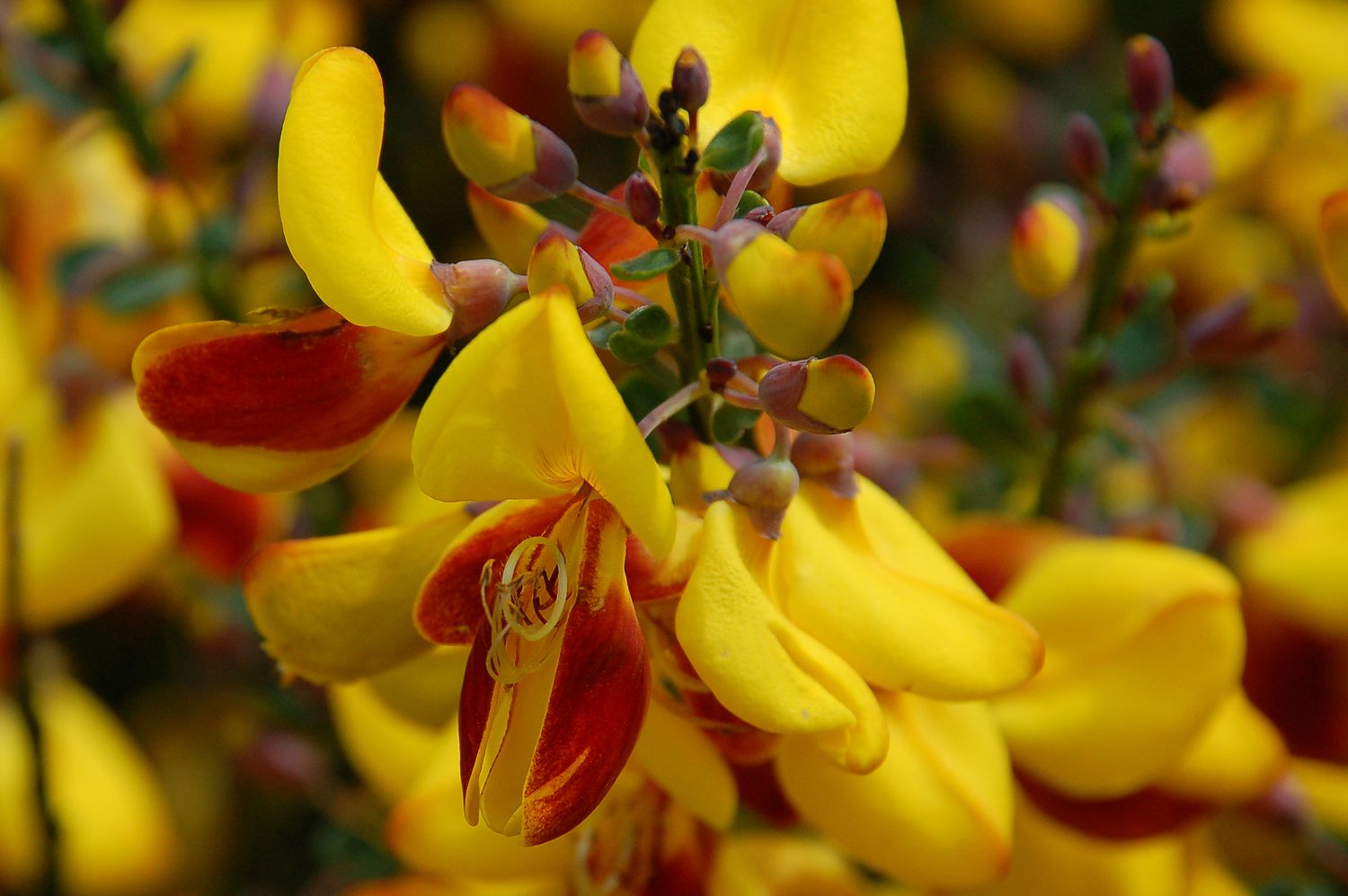 scotch broom pictures