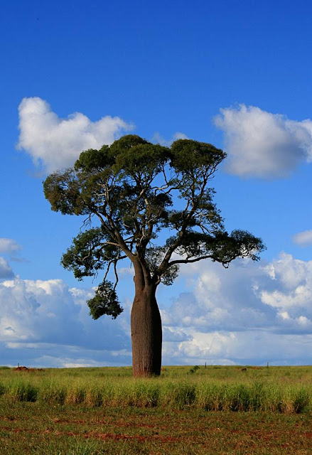 The Queensland Bottle Tree — Brachychiton Rupestris The Queensland Bottle Tree (Brachychiton rupestris) originally classified in the family Sterculiaceae, which is now within Malvaceae, is native of Queensland, Australia. Its grossly swollen trunk gives it a remarkable appearance and gives rise to the name. As a succulent, drought-deciduous tree, it is tolerant of a range of various soils, and temperatures.