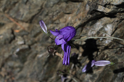 Campanula rotundifolia - Bluebell Bellflower