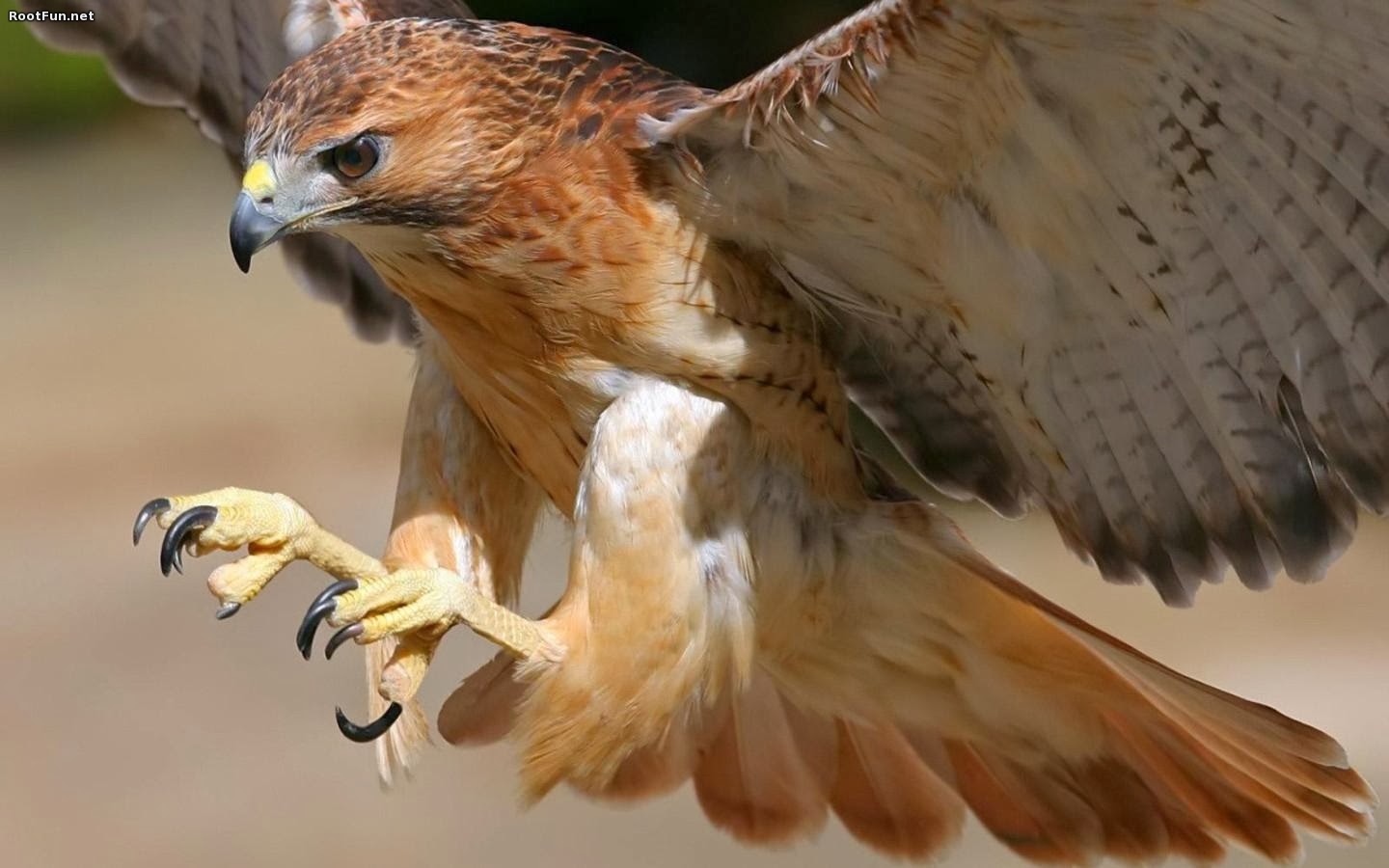 Rules of the Jungle Types of Eagles