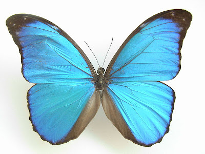 Morpho anaxibia