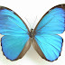 Morpho-anaxibia