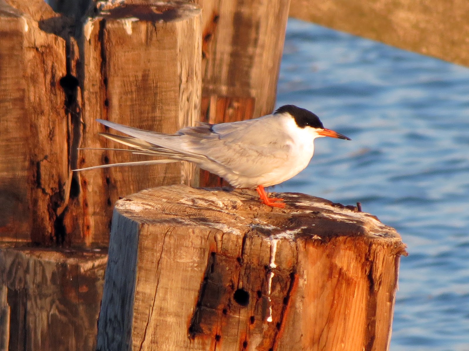Forster's Tern - Rondeau Provincial Park, ON