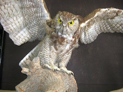 Great Horned Owl display at Visitor Center, Cache Creek Nature Preserve