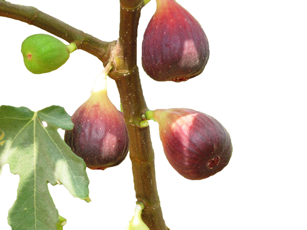 The PRODUCE BLOG by Rick Chong how to buy fresh fruit and vegetables...